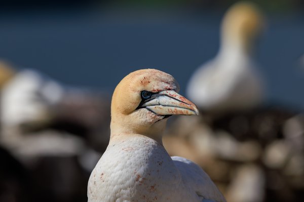 Northern Gannet