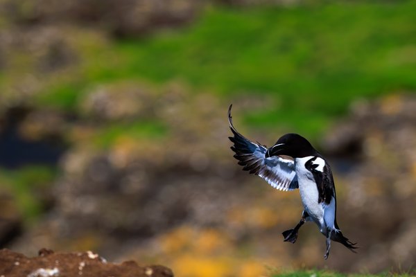 Razorbill