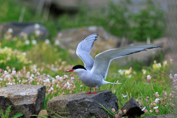 Arctic Tern