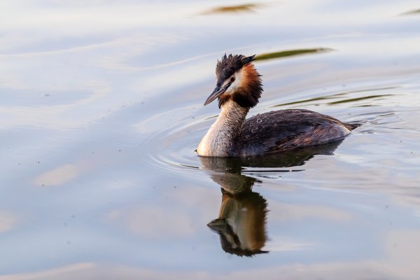 Great Crested Grebe
