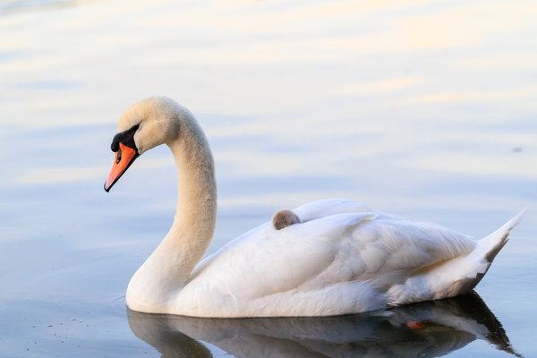 Mute Swan