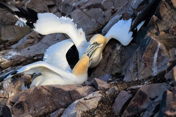 Northern Gannet