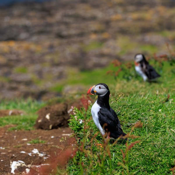 Atlantic Puffin