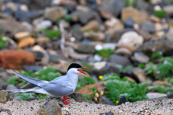 Arctic Tern