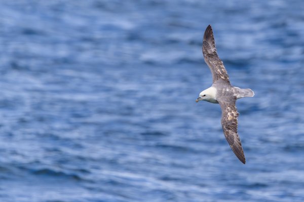 Northern Fulmar