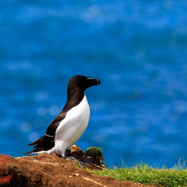 Razorbill