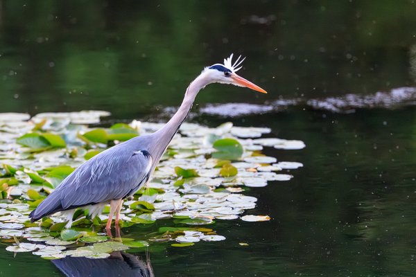Grey Heron