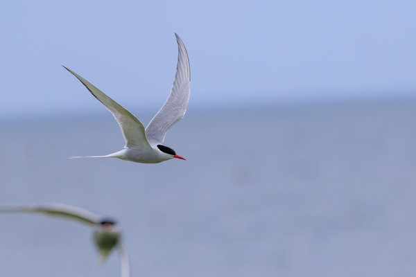 Arctic Tern
