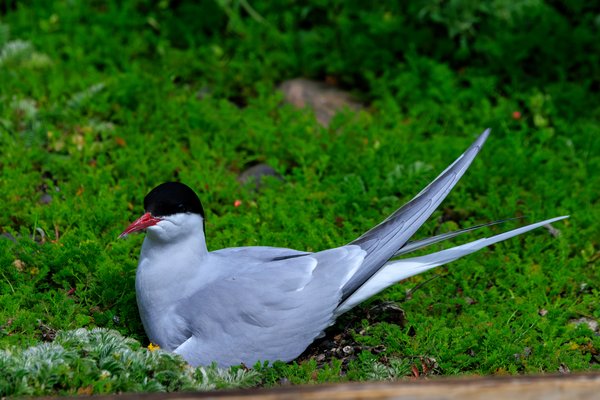 Arctic Tern