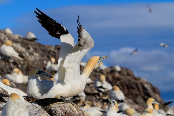 Northern Gannet