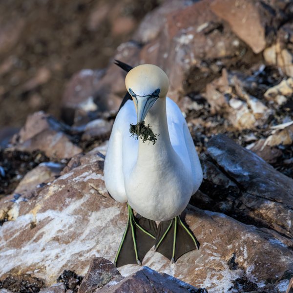 Northern Gannet