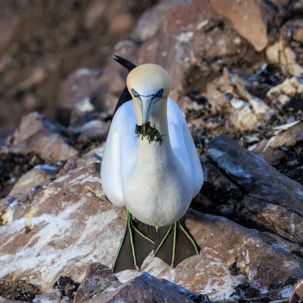 Northern Gannet