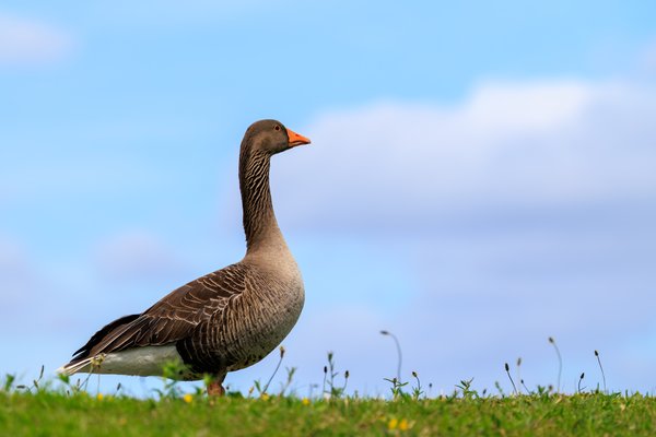 Graylag Goose