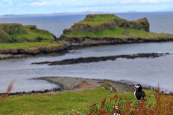 Atlantic Puffin