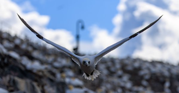 Northern Gannet