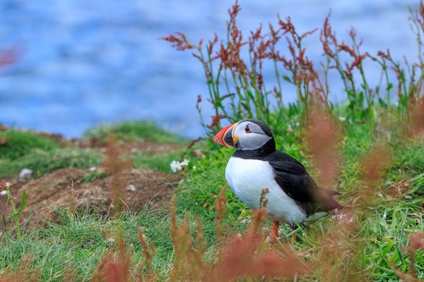 Atlantic Puffin