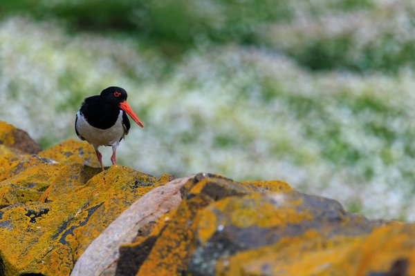 Eurasian Oystercatcher