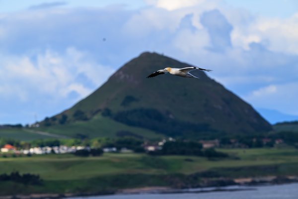 Northern Gannet