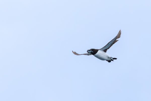 Razorbill