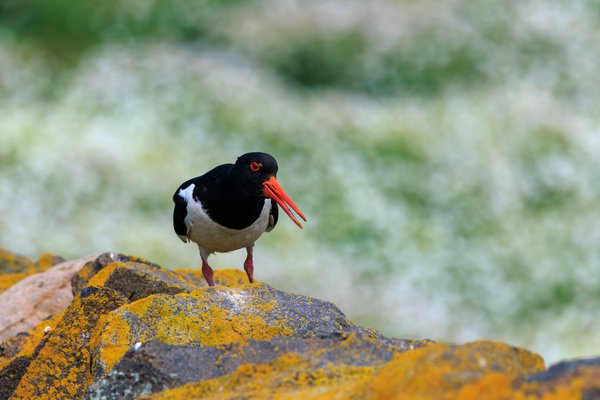 Eurasian Oystercatcher
