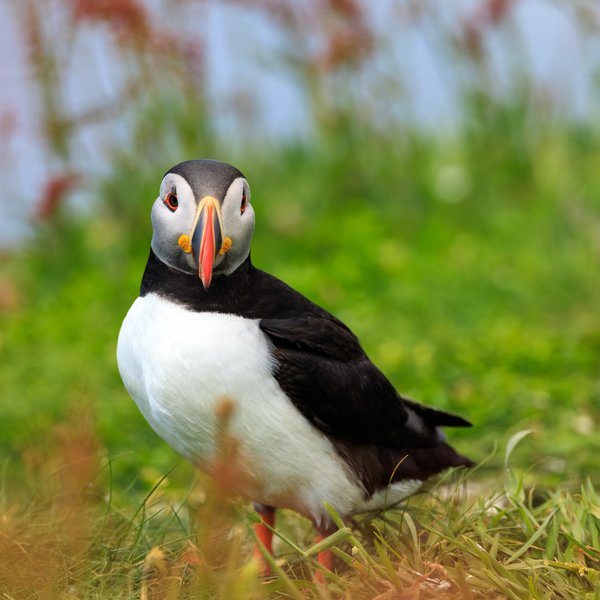 Atlantic Puffin
