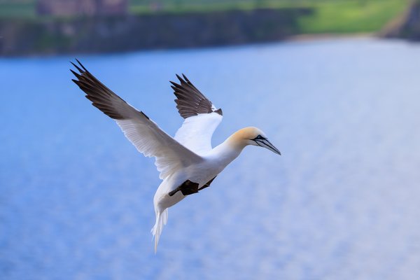 Northern Gannet