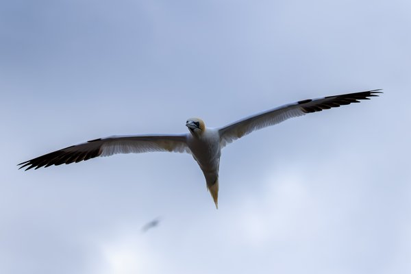 Northern Gannet