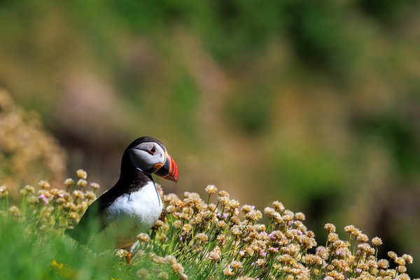 Atlantic Puffin