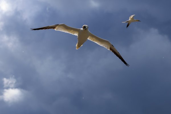 Northern Gannet