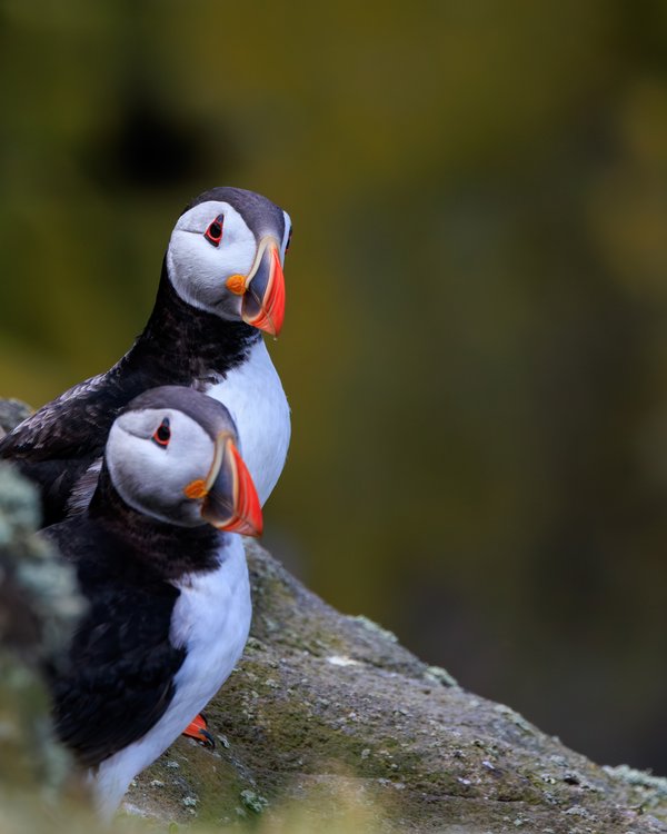 Atlantic Puffin