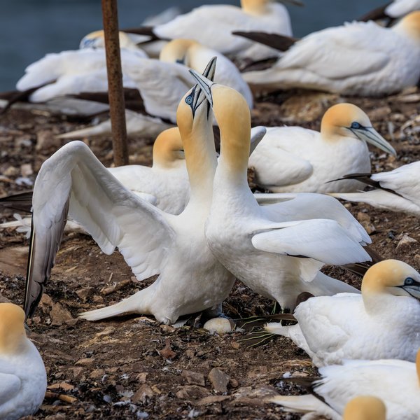 Northern Gannet