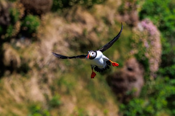 Atlantic Puffin