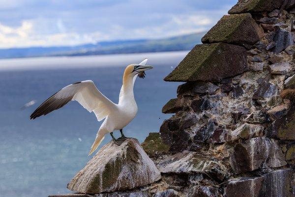 Northern Gannet