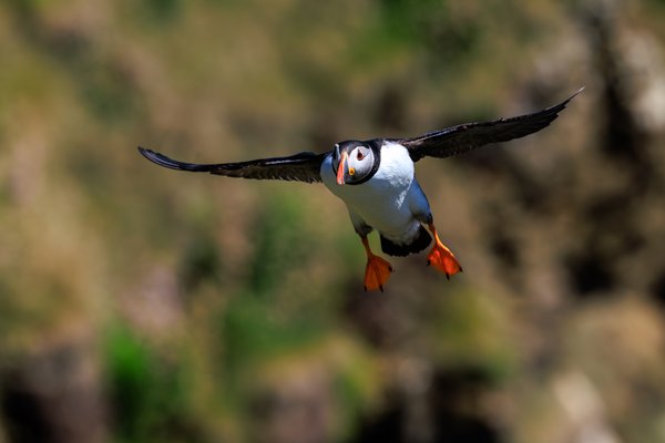 Atlantic Puffin