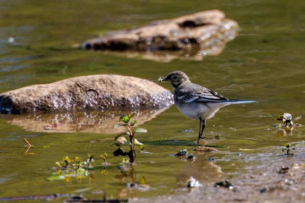 Grey Wagtail