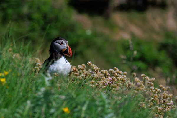 Atlantic Puffin