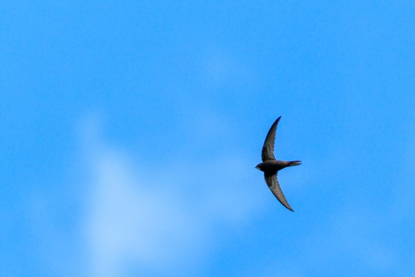 Common Swift