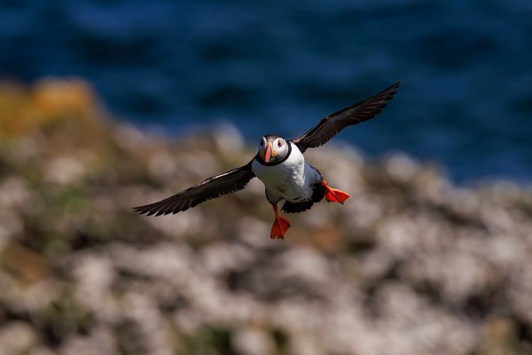 Atlantic Puffin