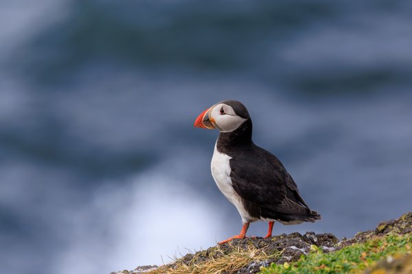 Atlantic Puffin