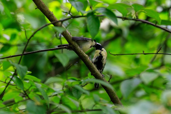 Great Tit