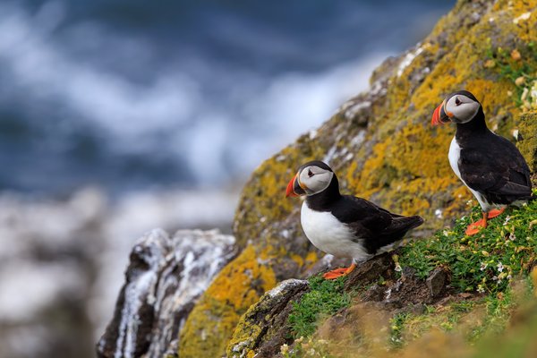 Atlantic Puffin
