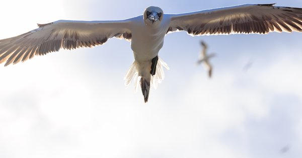 Northern Gannet