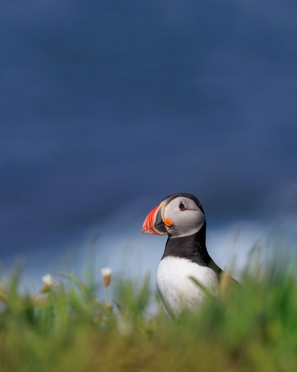 Atlantic Puffin