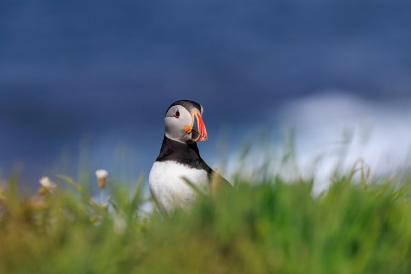 Atlantic Puffin