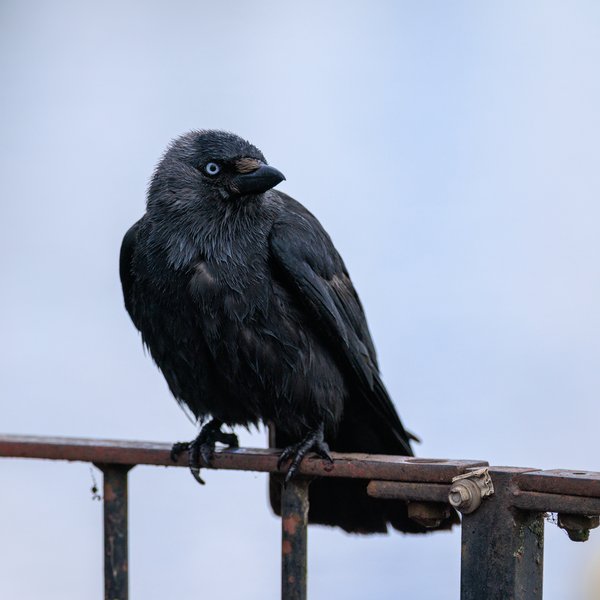 Eurasian Jackdaw