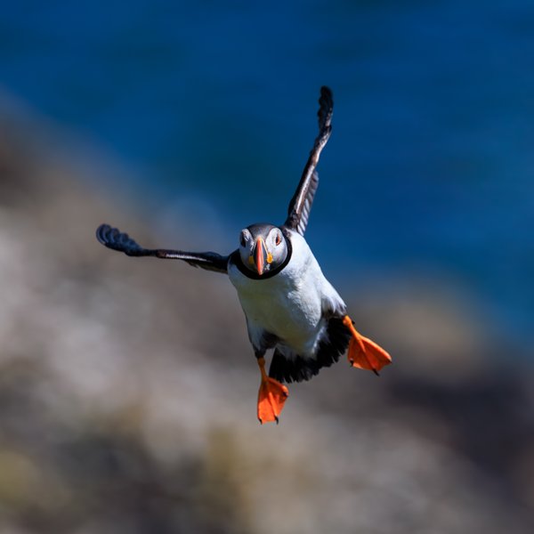 Atlantic Puffin
