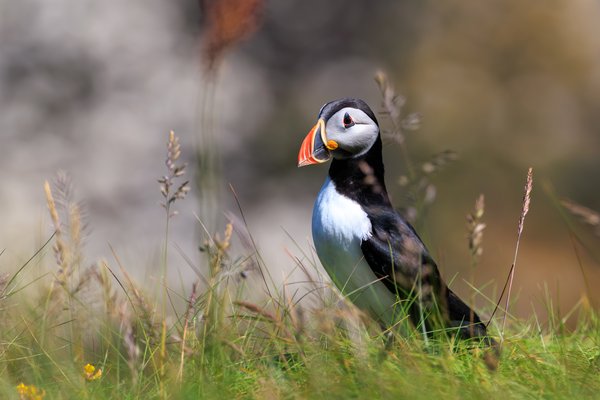 Atlantic Puffin