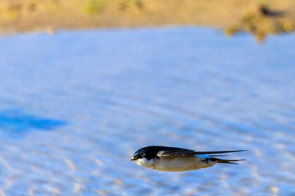 Common House-Martin