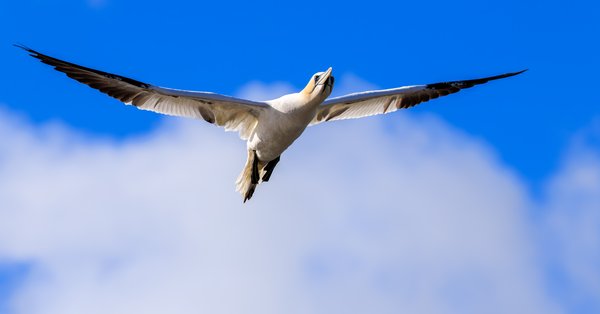 Northern Gannet
