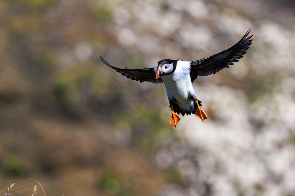 Atlantic Puffin